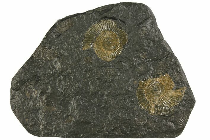 Dactylioceras Ammonite Cluster - Posidonia Shale, Germany #180325
